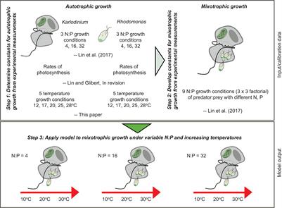 Simulating Effects of Variable Stoichiometry and Temperature on Mixotrophy in the Harmful Dinoflagellate Karlodinium veneficum